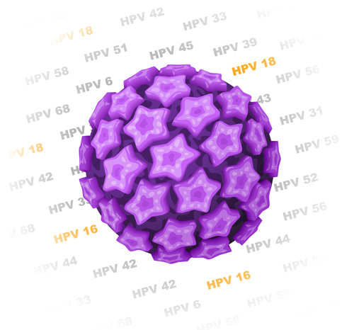 Genotypen HPV Genotypen HPV