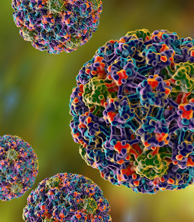 Humane Papillomviren (HPV) Humane Papillomviren (HPV)