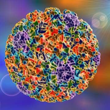 HPV (Humane Papilloma Viren) HPV-Infektionen